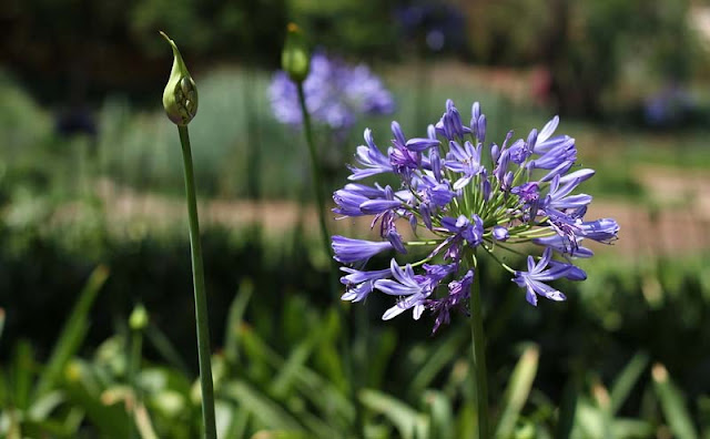 African Lily Flowers Pictures