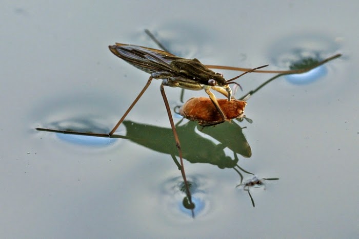 Доклад: Водные жуки