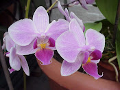 A Few Orchids From the Greenhouse