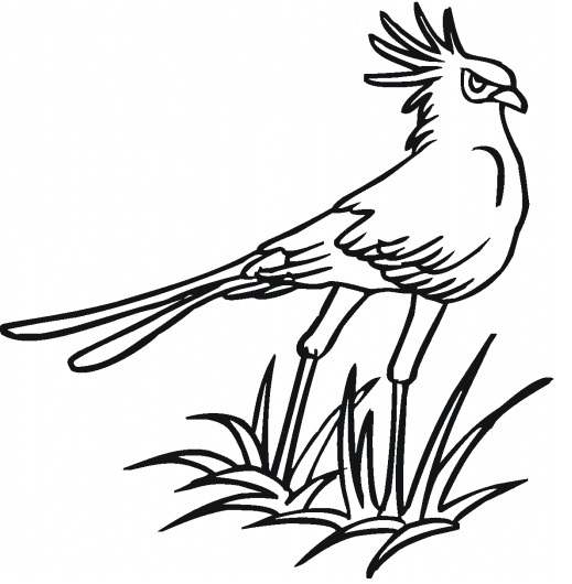 Secretary Bird Coloring Page widescreen