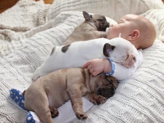 Photo - Photo - Mon Bouledogue Français ou French Bulldog veut faire des bébés
