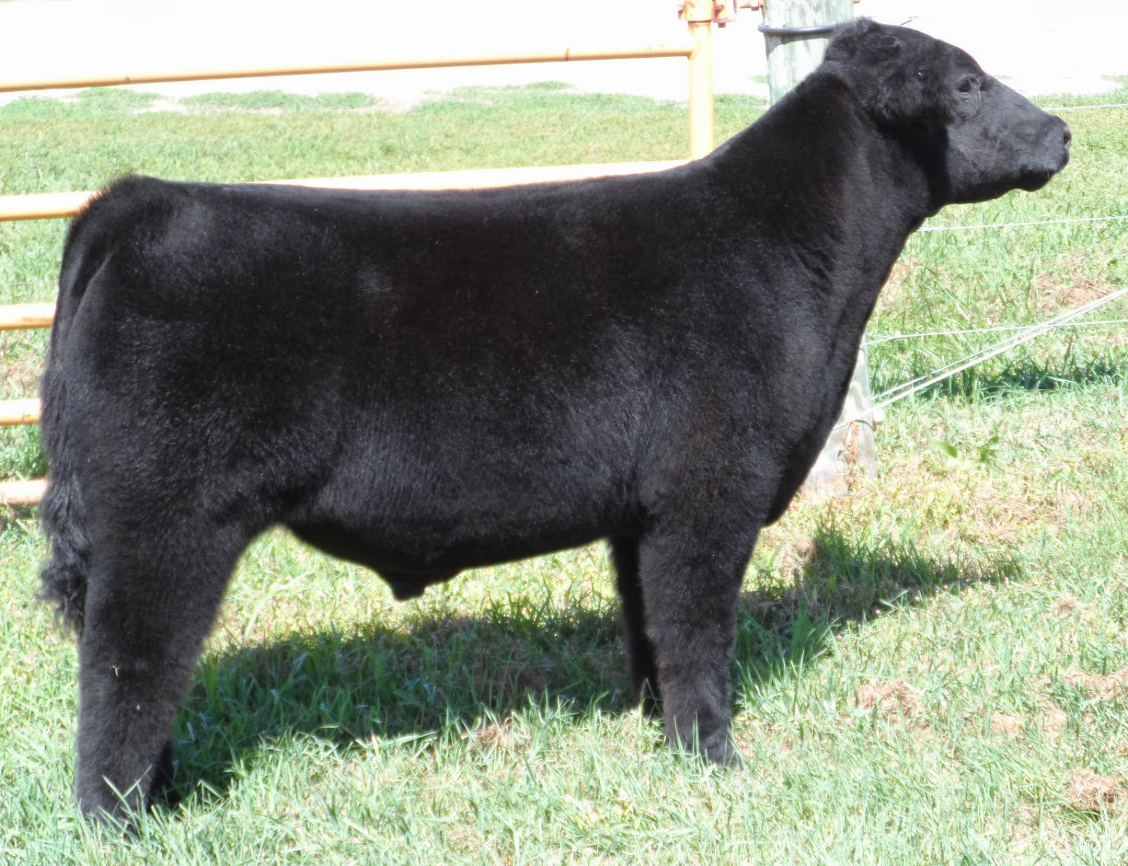 MITTAG Blog Hilbert Show Steers Sale