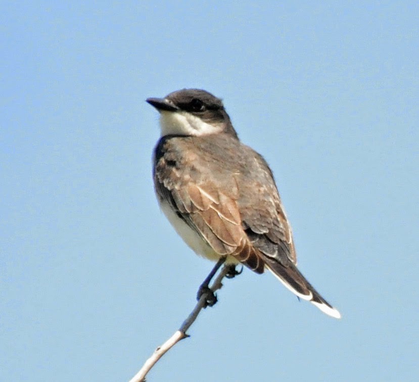 Bird Hybrids: Western Kingbird x Eastern Kingbird