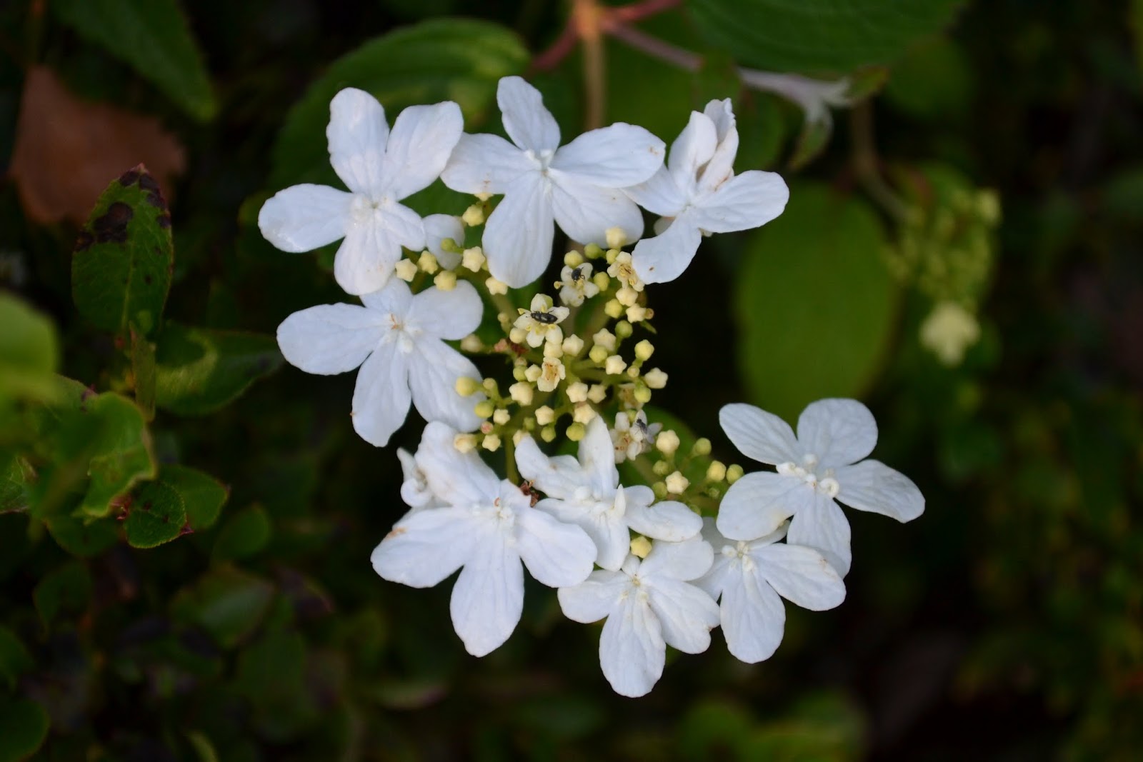 Blomsterbo: ett olvon för varje plats