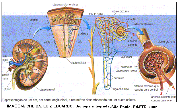 Anatomia e fisiologia dos rins