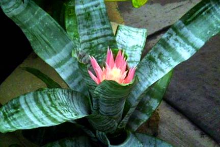 aechmea-fasciata.jpg