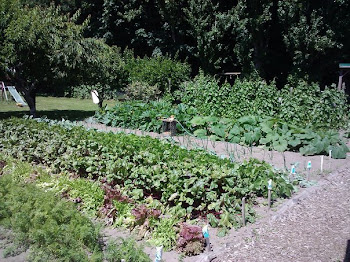 The Veggie Garden