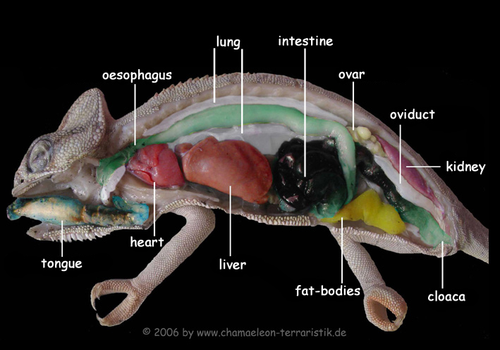 Chameleon World: Chameleon Anatomy And Biology