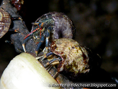 Mergui Hermit Crab (Clibanarius merguiensis) Mergui Hermit Crab (Clibanarius merguiensis)