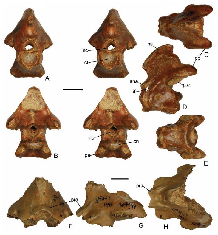 Species New to Science: [Paleontology • 2010] Alanqa saharica • A New  Pterosaur (Pterodactyloidea: Azhdarchidae) from the Upper Cretaceous of  Morocco