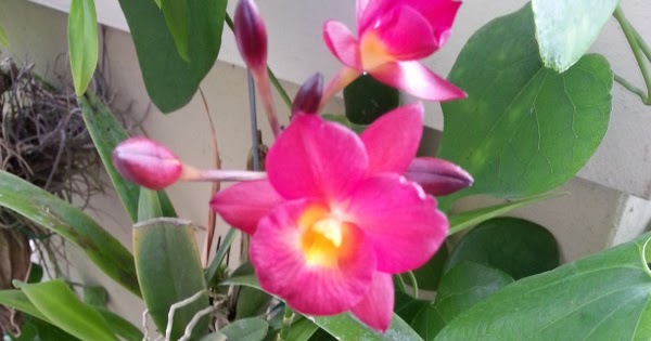 gardening on my terrace cattleytonia why not roundabout gardening on my terrace cattleytonia why not roundabout