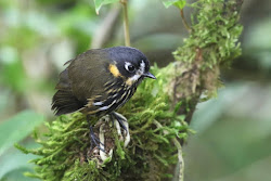 CRESCENT-FACED ANTPITTA - COLOMBIA