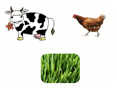 cow, chiken and grass