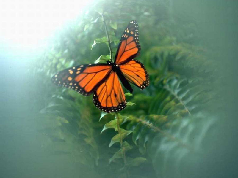 Butterfly Wallpapers