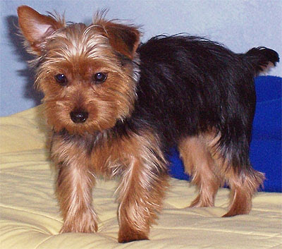 Yorkshire Terrier Dog