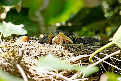 American Robin (Turdus migratorius)