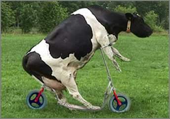 Funny And Cute Animals: Funny Cow New Photos/Images 2011