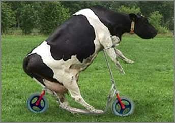 Funny Cow New Photos/Images 2011 | Funny And Cute Animals