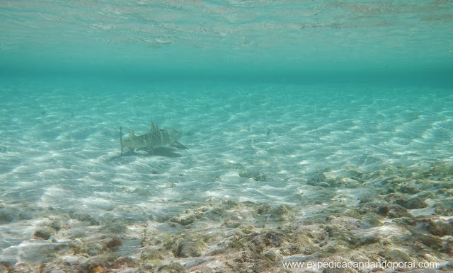 Tubarão Lixa nas piscinas do Atalaia