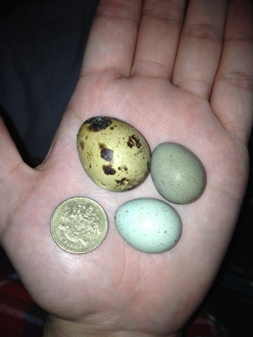 the quest for eggs reptile forums quail egg size chart