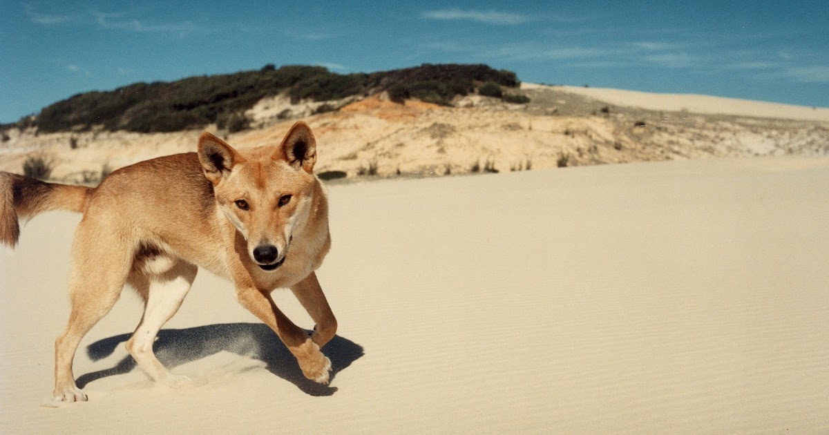 Dingo The Life of Animals