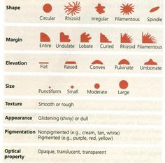Bacterial Colony Morphology Chart