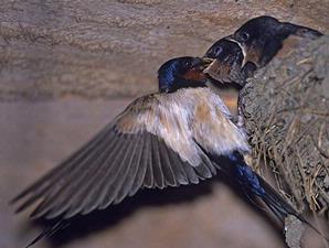 Budidaya Walet Indonesia April 2013