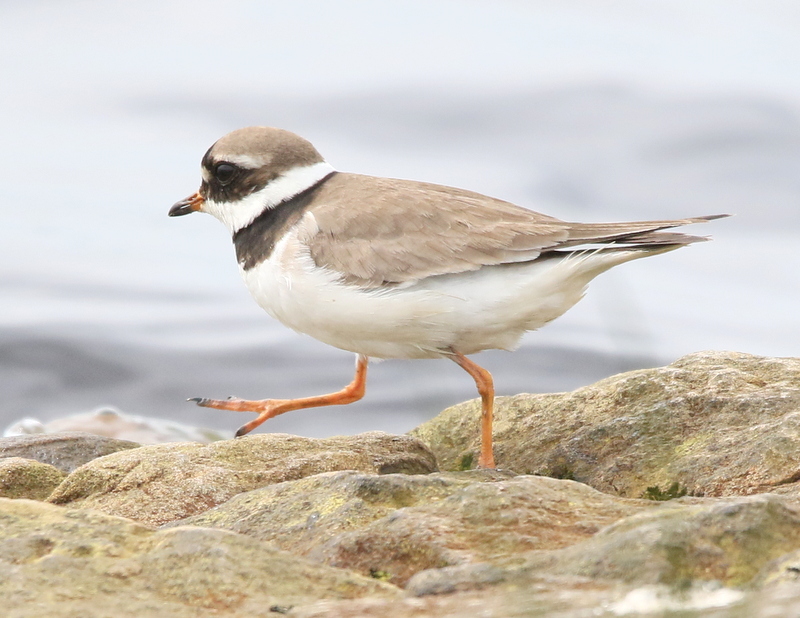 Fly Flatts Ringed Plover