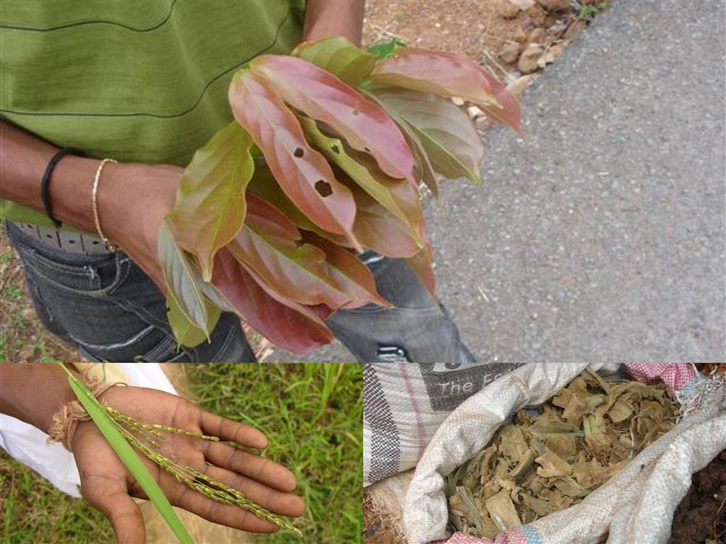 Concordance Between Molecular Biogeography Of Dipteromimus