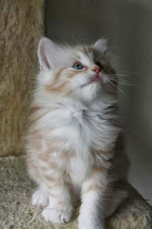 How to Groom a Norwegian Forest Cat? Annie Many