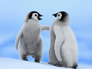 Per non perderci di vista...anche il pinguino in cucina approda su Bloglovin'