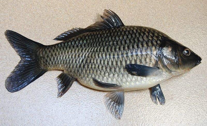 animal: klasifikasi ikan mas