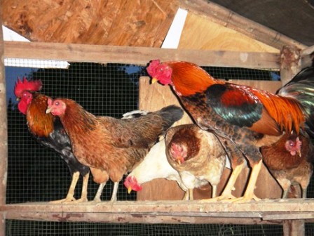 Dinara Agro Farm Pencerahan Mengenai Ayam Kampung Kacuk Vs Ayam Kampung Ori