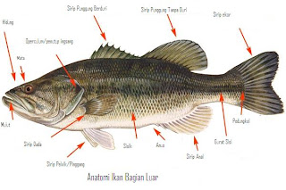 DOKTER HEWAN: Anatomi Ikan