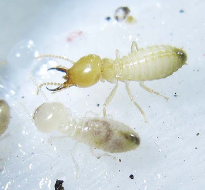 A worker and soldier of Coptotermes curvignathus termite