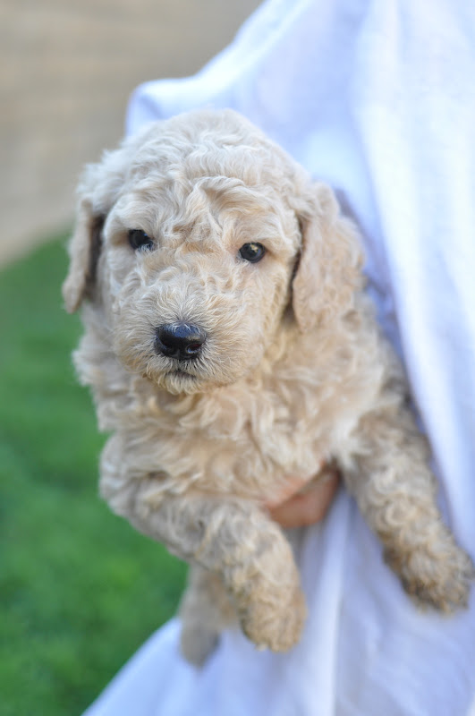 Faithful Doodles Zoey's 4 Week old F1B Goldendoodles Southern