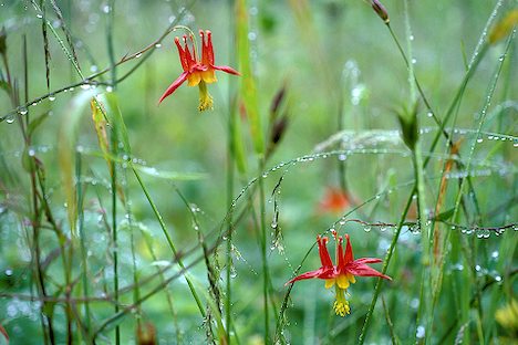 Flowers Columbine