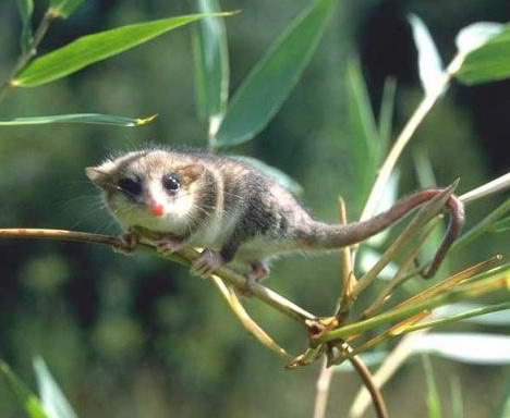 monito del monte Hewan Yang Paling Sulit Ditemukan Di Bumi