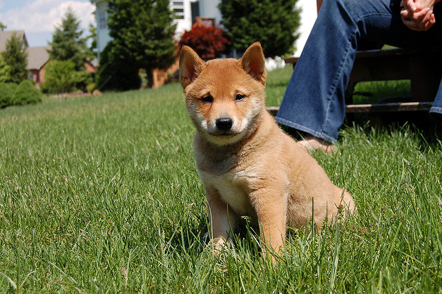 Conheça os cachorros japoneses da raça Shiba Inu