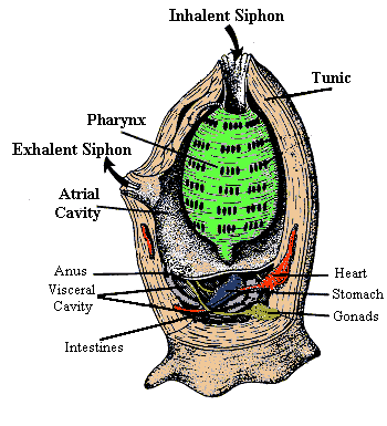Sciency Thoughts: Are the Vetulicolians Deuterostomes?