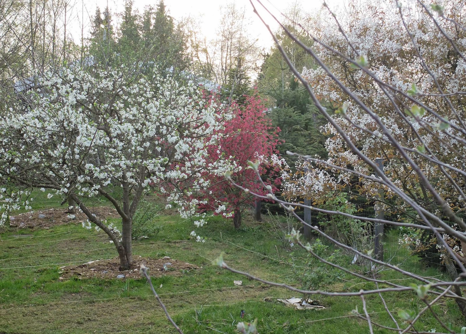 IBee's Garden the guild for our little plum tree