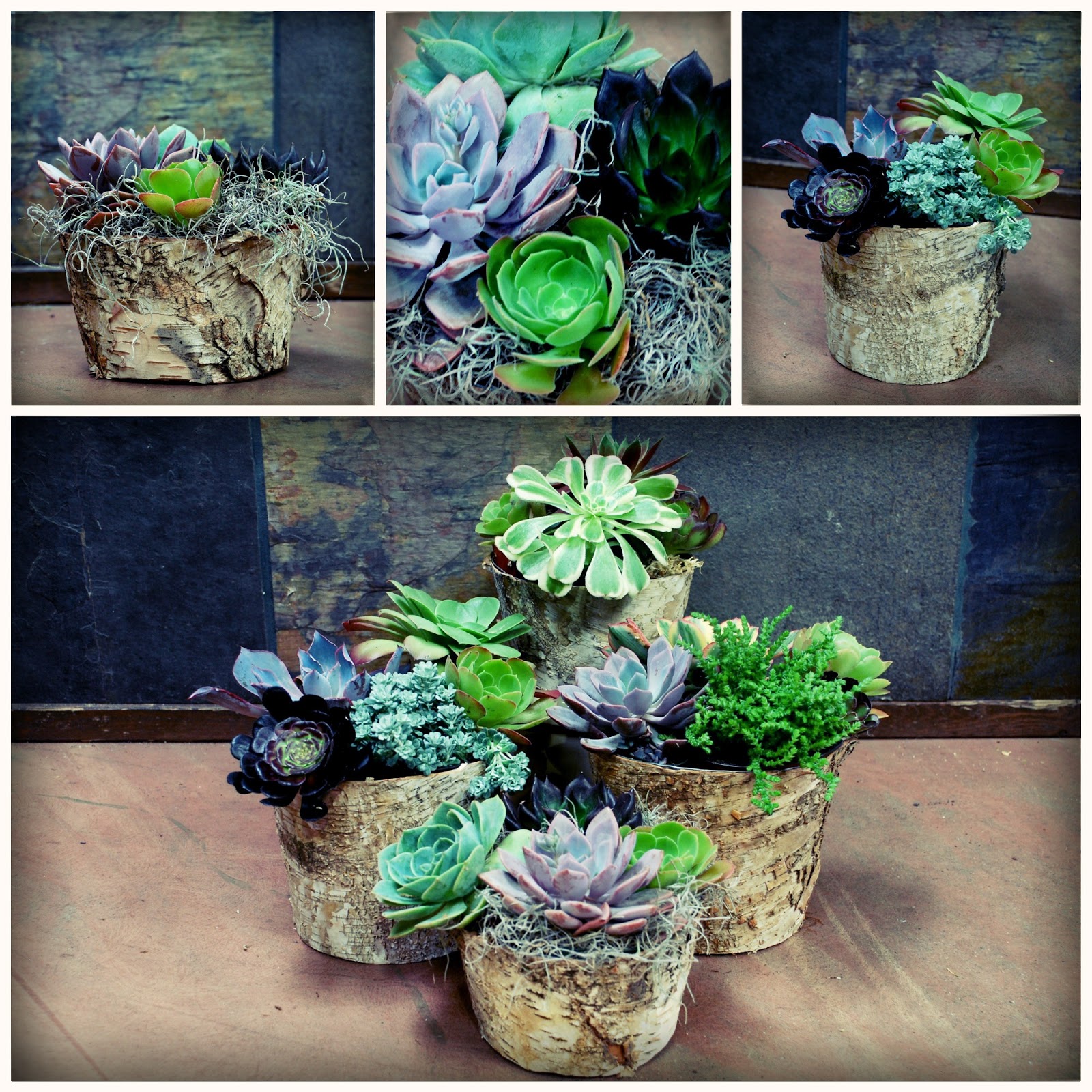 succulent arrangements birch plants exotic arrangement collage arrangments hope