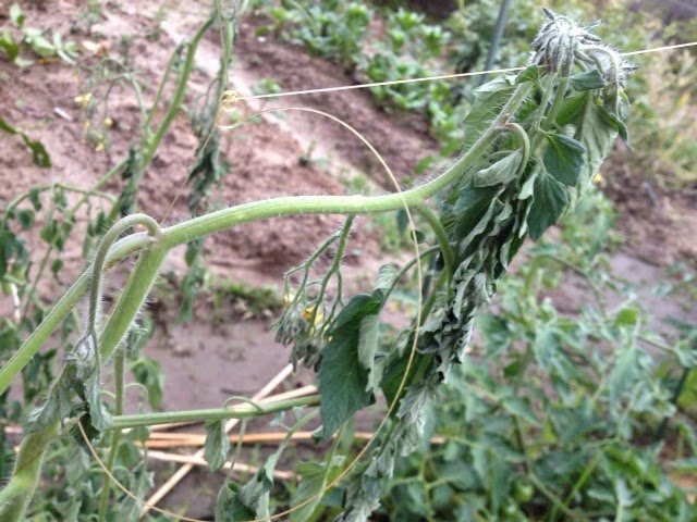 Yahihoyu Log 菜 大雨の後にトマトが急に萎れた