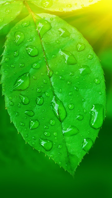 iPhone 5 Wallpaper Green Leaf Closeups