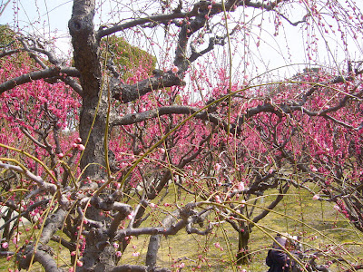 兵庫県・伊丹市 緑ヶ丘公園の梅