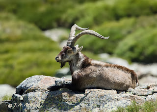 Cabra montes, Capra pyrenaica victoriae, Spanish Ibex 