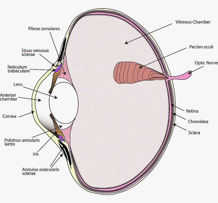 Poultry Management. Anatomy and Physiology of the Chicken