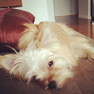 yorkie-pom yorkshire terrier pomeranian teacup mix puppy simba