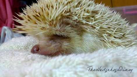 Kichi Nara One Sick Hedgehog