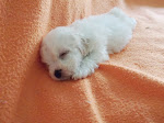 Bichon Frise